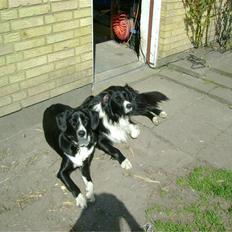 Border collie Jackie