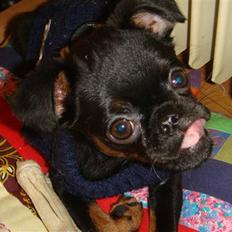 Griffon petit brabancon Catarina