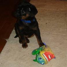 Griffon petit brabancon Catarina