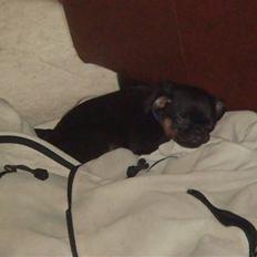 Griffon petit brabancon Catarina