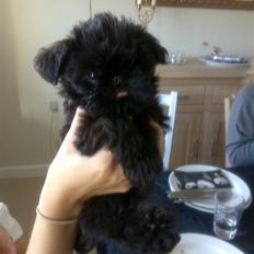 Griffon belge High Fly Barney