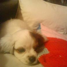 King charles spaniel Charlie