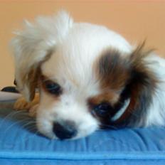 King charles spaniel Charlie