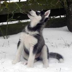 Siberian husky Balto <3