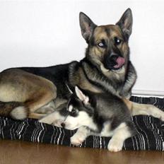 Siberian husky Balto <3