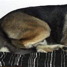 Siberian husky Balto <3