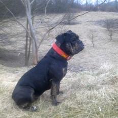 Olde english bulldogge coco 