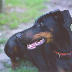 Dobermann Lea Jotunheim´s Laufgy II