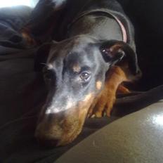 Dobermann Lea Jotunheim´s Laufgy II