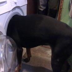 Dobermann Lea Jotunheim´s Laufgy II