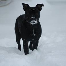 Staffordshire bull terrier Sille