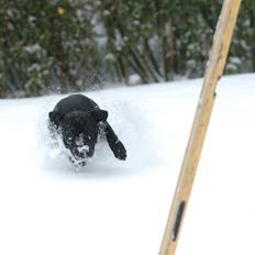 Staffordshire bull terrier Sille