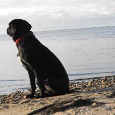 Labrador retriever Molly