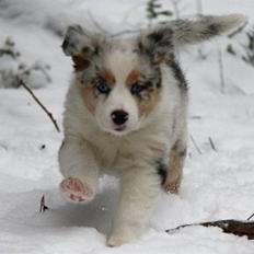 Australian shepherd Carpediumaussie   Blaze