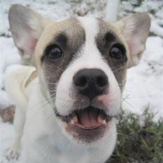 Blanding af racer Belle: Nu en af himlens stjerner