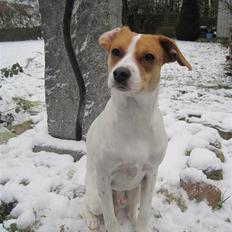 Blanding af racer Luna Sofia