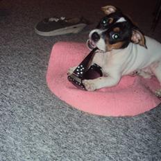 Blanding af racer Kato (Kejdow)