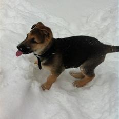 Schæferhund Nicky (Atti)