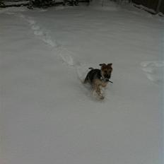 Schæferhund Nicky (Atti)