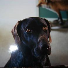 Ruhåret hønsehund Zippo <3<3 R.I.P :'( 