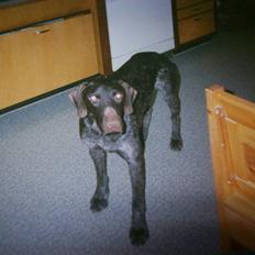 Ruhåret hønsehund Zippo <3<3 R.I.P :'( 