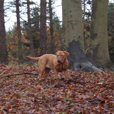 Dogue de bordeaux Bella
