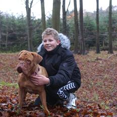 Dogue de bordeaux Bella