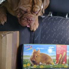 Dogue de bordeaux Bella