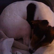 Jack russell terrier Gizzy