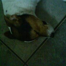 Jack russell terrier Gizzy