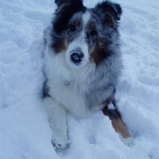 Shetland sheepdog Freja -solgt