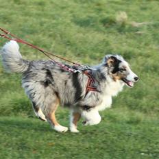 Shetland sheepdog Freja -solgt