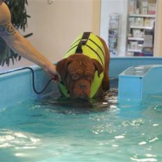 Dogue de bordeaux Rosco