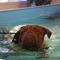 Dogue de bordeaux Rosco