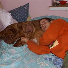 Dogue de bordeaux Ebony