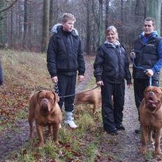 Dogue de bordeaux Ebony
