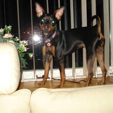 Dvaergpinscher Mini