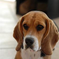 Blanding af racer Bailey    Beagle/Basset