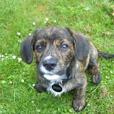 Blanding af racer Dalton