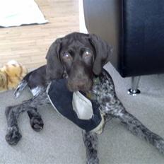 Korthåret hønsehund Ziggy 