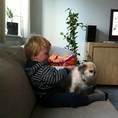 Chihuahua Miss Soffy