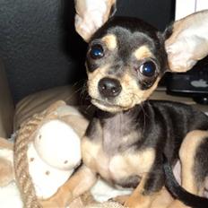 Chihuahua ¨˜”°º• Chi Chi Deluxe •º°”˜¨