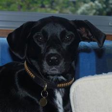 Blanding af racer Laika