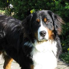 Berner sennenhund Simba 