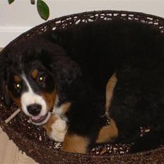 Berner sennenhund Simba 