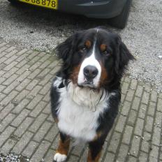 Berner sennenhund Simba 