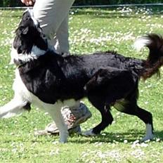 Border collie Fæhunden's Kimmi Kiyani