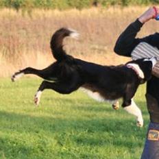 Border collie Fæhunden's Kimmi Kiyani