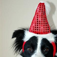 Border collie LP1DM10 LP2DM11 DKLPCH Kewstock Quite