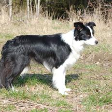Border collie LP1DM10 LP2DM11 DKLPCH Kewstock Quite